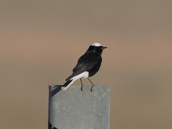 <h3><a href="/trips/marokko/biota/animalia/chordata/aves/040 passeriformes/108 muscicapidae/oenanthe leucopyga/oenanthe leucopyga-nl.html">Oenanthe&nbsp;leucopyga</a> / White‑crowned&nbsp;wheatear / Witkruintapuit</h3>OM-1 Mark II met OLYMPUS M.150-400mm F4.5 TC, 1/2000 sec  bij F5.6, ISO 400, afstand 56.6&nbsp;m